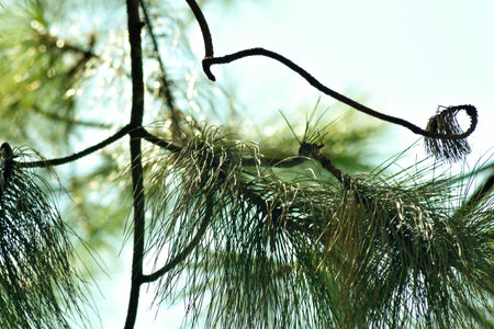 Sunlight Through Pine Needles Branchesの写真素材