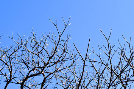 Frangipani (Plumeria) Tree with Blue Sky Backgroundの写真素材