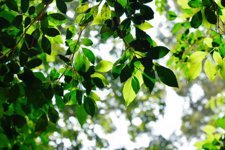 Treetop Canopy with Interlacing Branches and Clear Blue Skyの写真素材