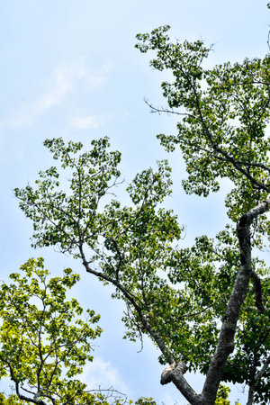 Treetop Canopy with Interlacing Branches and Clear Blue Skyの写真素材