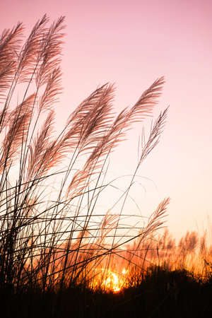 Pampas grass at sunset, Thailand. (Vintage tone)の写真素材