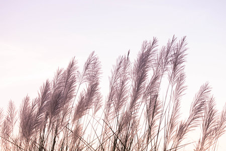 Pampas grass on sunset sky background. (Vintage tone)の写真素材