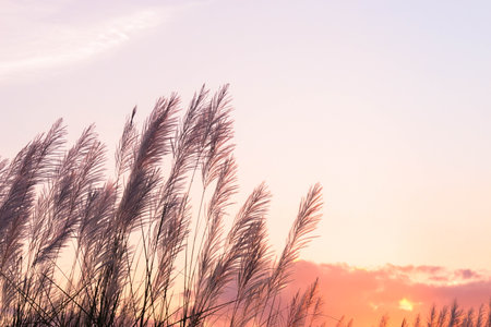 Pampas grass on sunset sky backgroundの写真素材