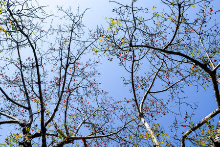 Blooming Tree Branches Against Blue Skyの写真素材