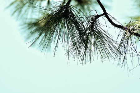 Sunlight Through Pine Needles Branchesの写真素材