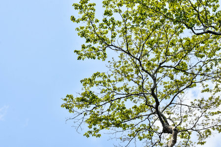 Treetop Canopy with Interlacing Branches and Clear Blue Sky