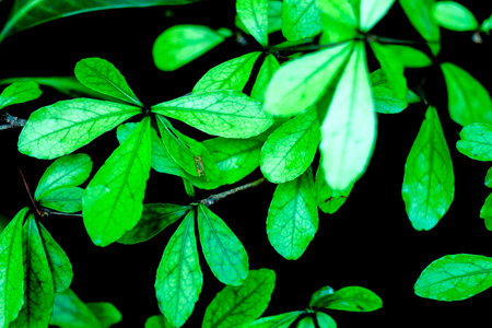 Fresh Green Leaves with Dark Background in Natureの写真素材