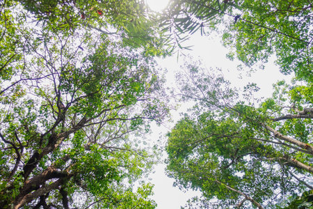 Treetop Canopy with Interlacing Branches and Blue Sky