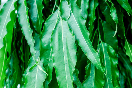 Curly Long Green Leaves in Tropical Gardenの写真素材