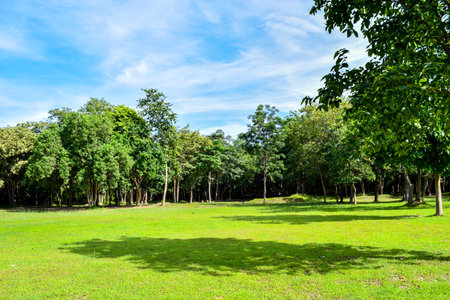 Green forest park with clear sky and ancient ruin in the backgroundの写真素材