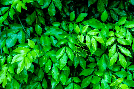 Green Leafy Bush with Dew Drops After Rain