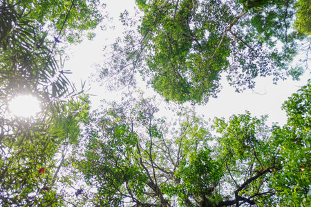 Treetop Canopy with Interlacing Branches and Blue Sky