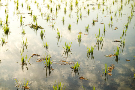 Young Rice Plants in Lush Green Paddy Fields at Sunrise and Sunsetの写真素材