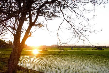 Young Rice Plants in Lush Green Paddy Fields at Sunrise and Sunsetの写真素材