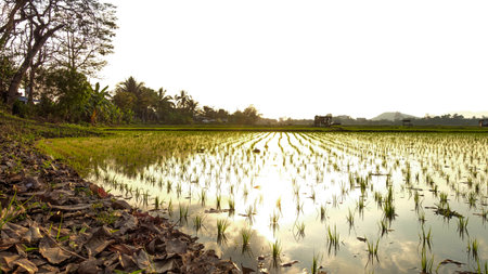 Young Rice Plants in Lush Green Paddy Fields at Sunrise and Sunsetの写真素材