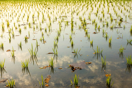 Young Rice Plants in Lush Green Paddy Fields at Sunrise and Sunset