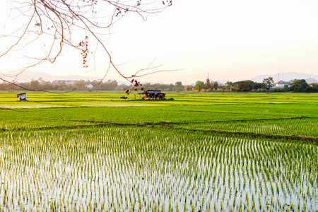 Young Rice Plants in Lush Green Paddy Fields at Sunrise and Sunsetの写真素材
