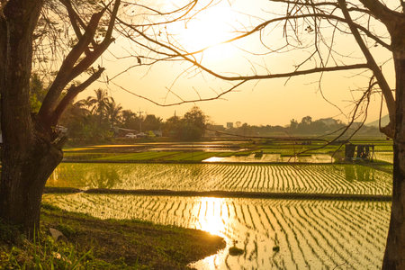 Young Rice Plants in Lush Green Paddy Fields at Sunrise and Sunsetの写真素材