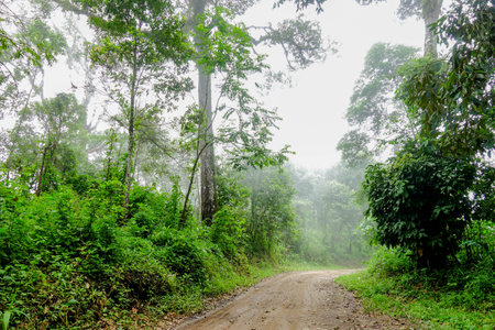 Misty Dirt Road Through Lush Green Tropical Forest in the Morningの写真素材