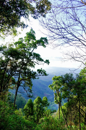 Scenic Mountain View Framed by Tree Branches in Northern Thailand Forestの写真素材