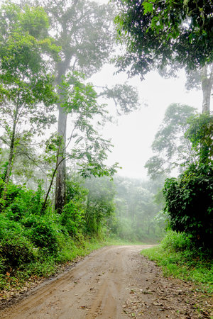 Misty Dirt Road Through Lush Green Tropical Forest in the Morningの写真素材