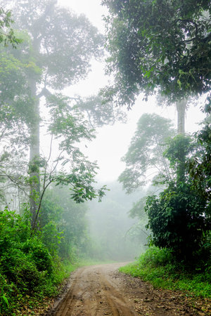 Misty Dirt Road Through Lush Green Tropical Forest in the Morningの写真素材