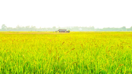 Golden Rice Field with Farmer's Hut under Bright Skyの写真素材
