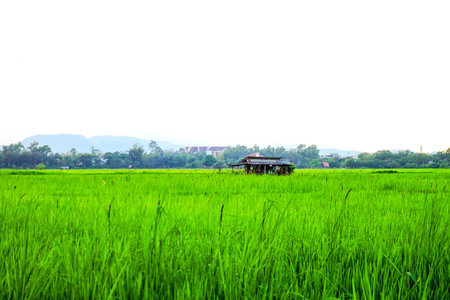 Lush Green Rice Field with Distant Huts and Mountain Viewの写真素材