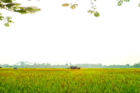 Golden Rice Field with Farmer's Hut under Bright Skyの写真素材