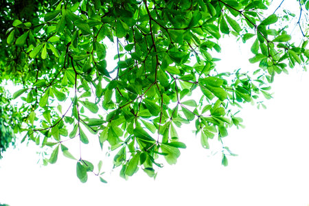 Fresh Green Leaves on Tree Branches Against Bright Sky Backgroundの写真素材