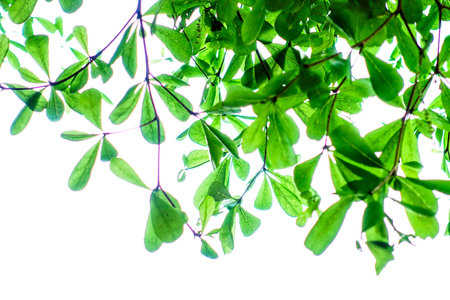 Fresh Green Leaves on Tree Branches Against Bright Sky Backgroundの写真素材