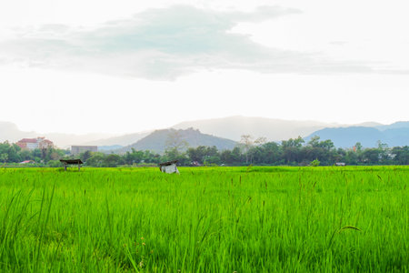 Lush Green Rice Field with Distant Huts and Mountain Viewの写真素材
