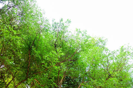 Fresh Green Leaves on Tree Branches Against Bright Sky Backgroundの写真素材