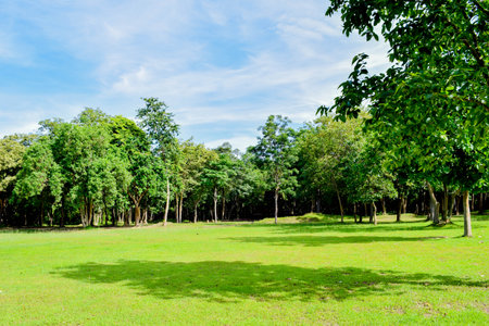 Green forest park with clear sky and ancient ruin in the backgroundの写真素材