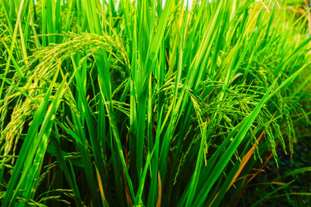 Rice Plants in Paddy Field During Harvest Season â Close-up Organic Farmingの写真素材