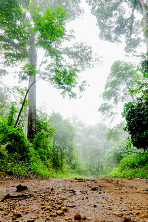 Misty Dirt Road Through Lush Green Tropical Forest in the Morning