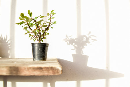 Flowering Plant in Pot on Wooden Table with Natural Light and Shadow
