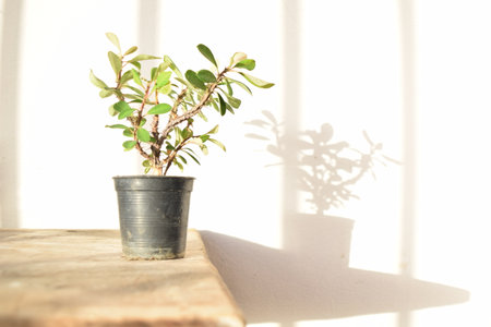 Crown of Thorns (Euphorbia milii) Flowering Plant in Pot on Wooden Table with Natural Light and Shadowの写真素材