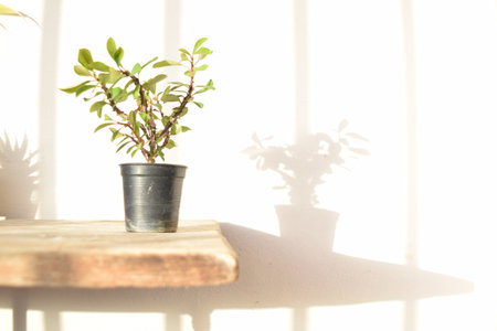 Crown of Thorns (Euphorbia milii) Flowering Plant in Pot on Wooden Table with Natural Light and...