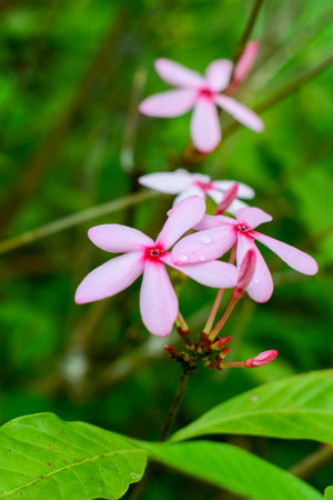 Kopsia rosea, pink flower in garden