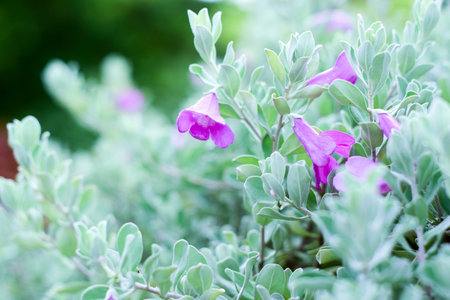 pink flower with green pastel color