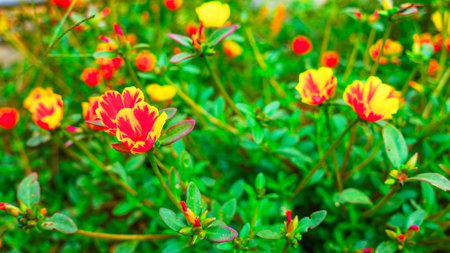 Close-Up of Red and Yellow Flowers in Bloom with Colorful Portulaca Flowers