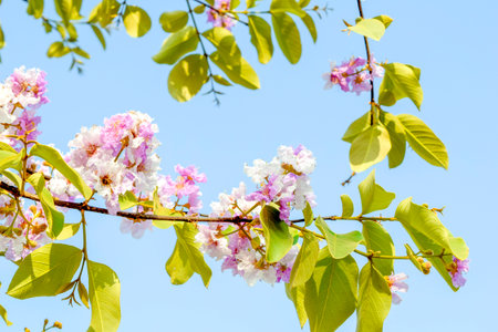 Lagerstroemia macrocarpa Wall Flower,Lythraceae,Queen's flower on the bright sky,A symbol of summer...