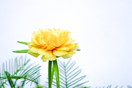 Yellow Marigold Flower Isolated on White Background with Green Leaves