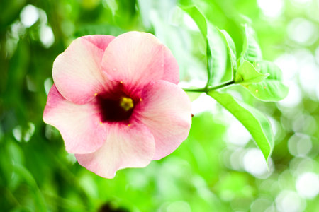 Closeup Allamanda cathartica,pink flower in the garden