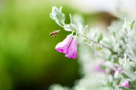 Bee on pink flower sucking the nectar and enjoying the wonderful smell