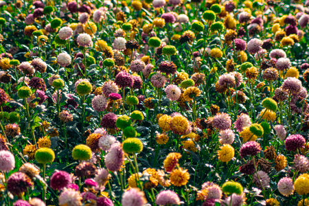 Colorful Pompon Chrysanthemum Flowers in Bloom in a Vibrant Flower Fieldの写真素材