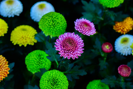 Colorful Pompon Chrysanthemum Flowers in Bloom in a Vibrant Flower Field