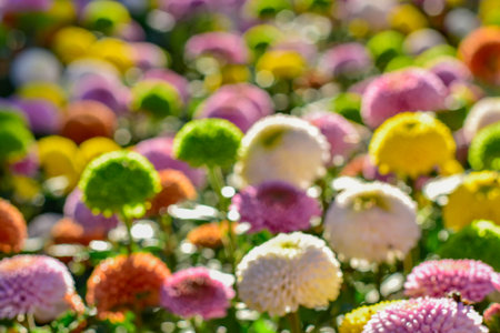 Colorful Pompon Chrysanthemum Flowers in Bloom in a Vibrant Flower Fieldの写真素材