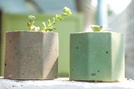 Colorful Succulent Plants in Minimalist Concrete Pots on White Wall in Sunlight